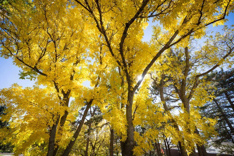 Tree with Yellow Leaves